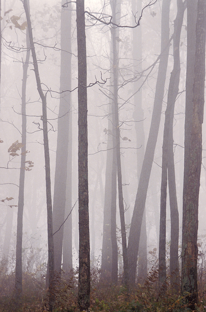 Bosque en la niebla