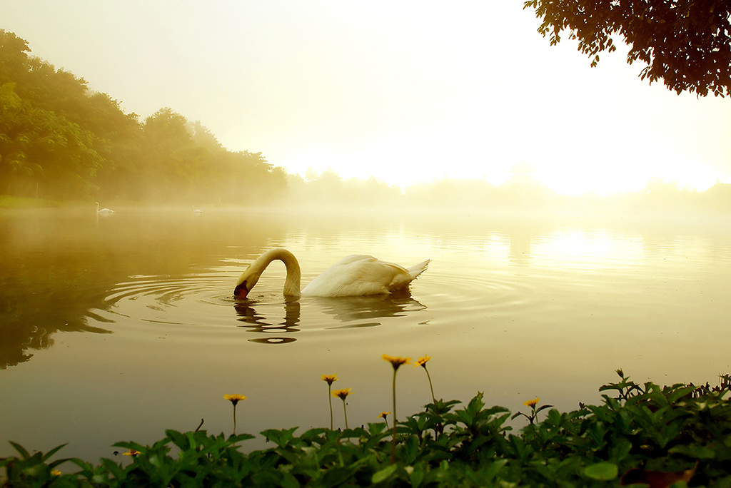 Cisne en lago