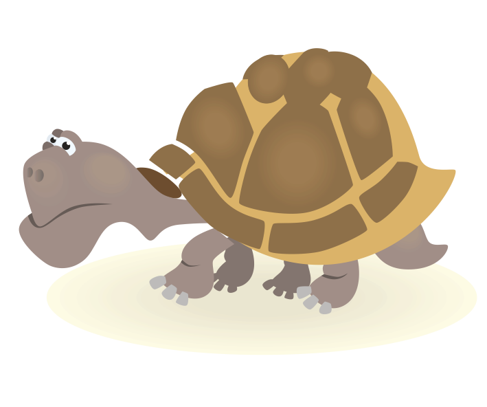 TORTUGA KATY
