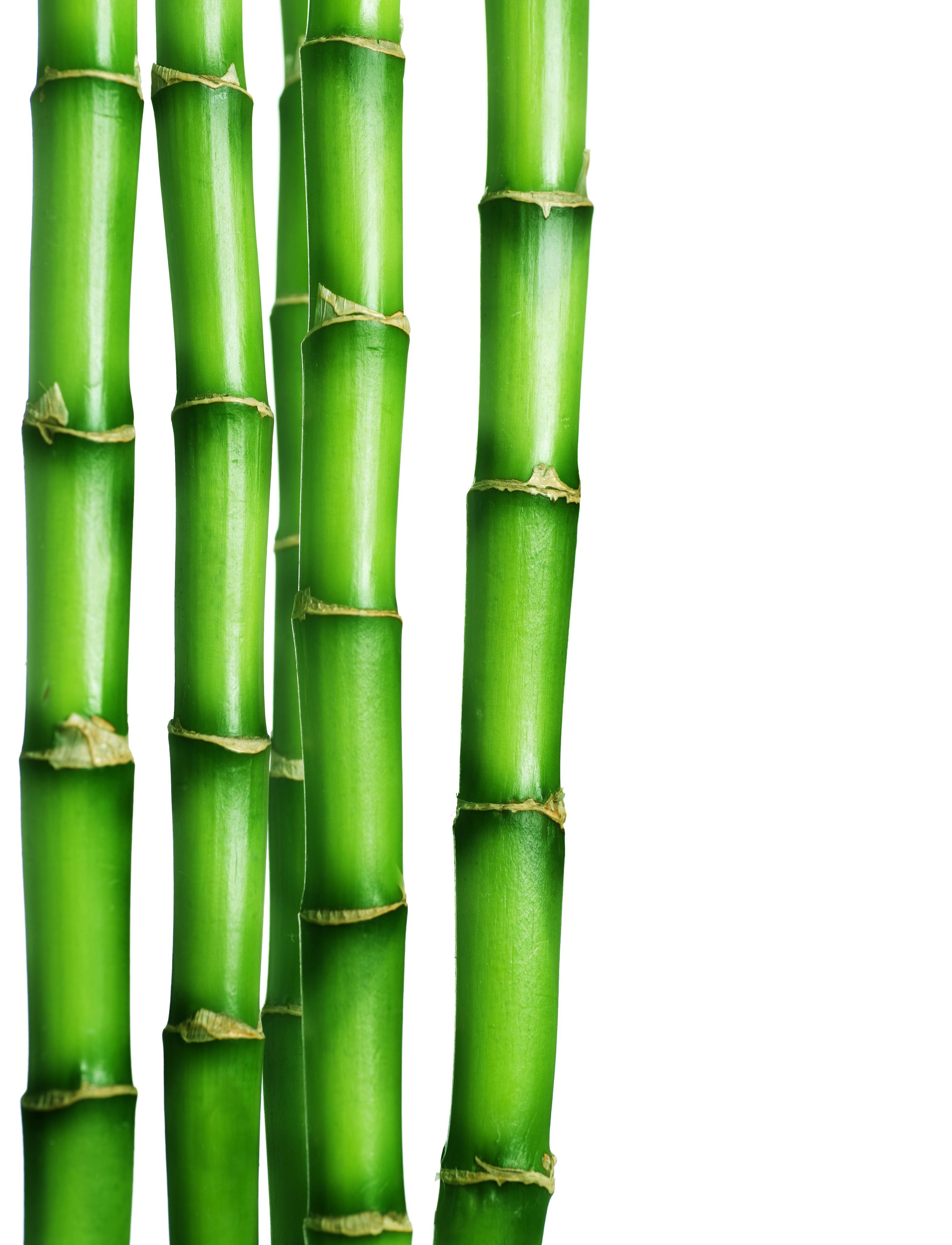 Bambú 3
