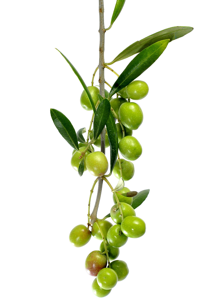 Aceitunas