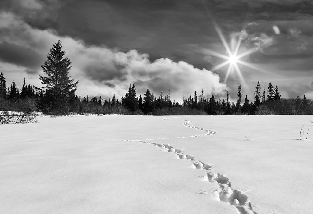 Paisaje de nieve y abetos (Alaska)