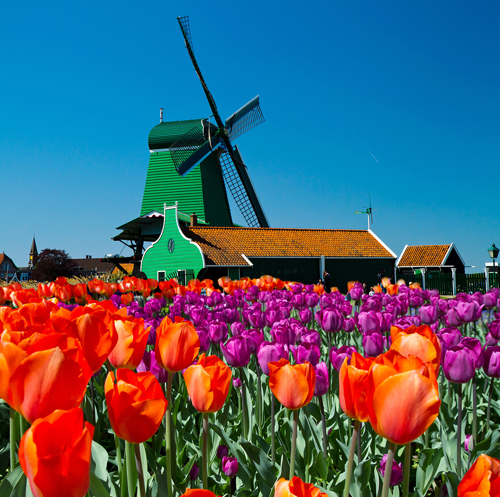 Ámsterdam: molino y tulipanes