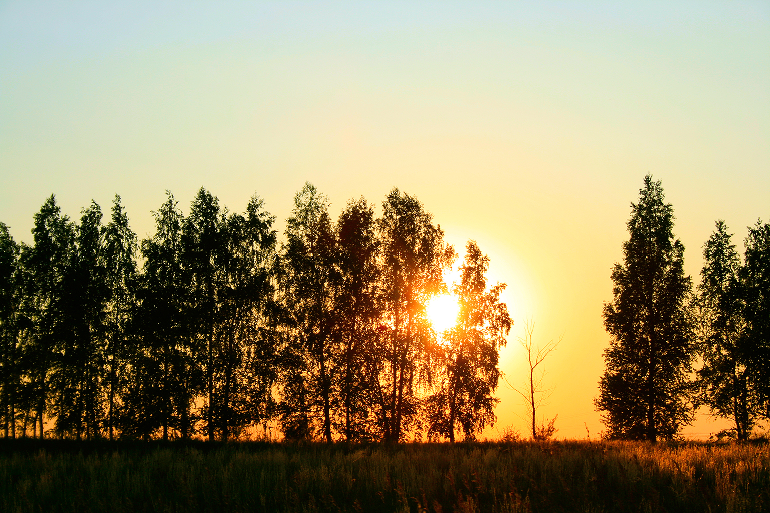 Atardecer en el bosque