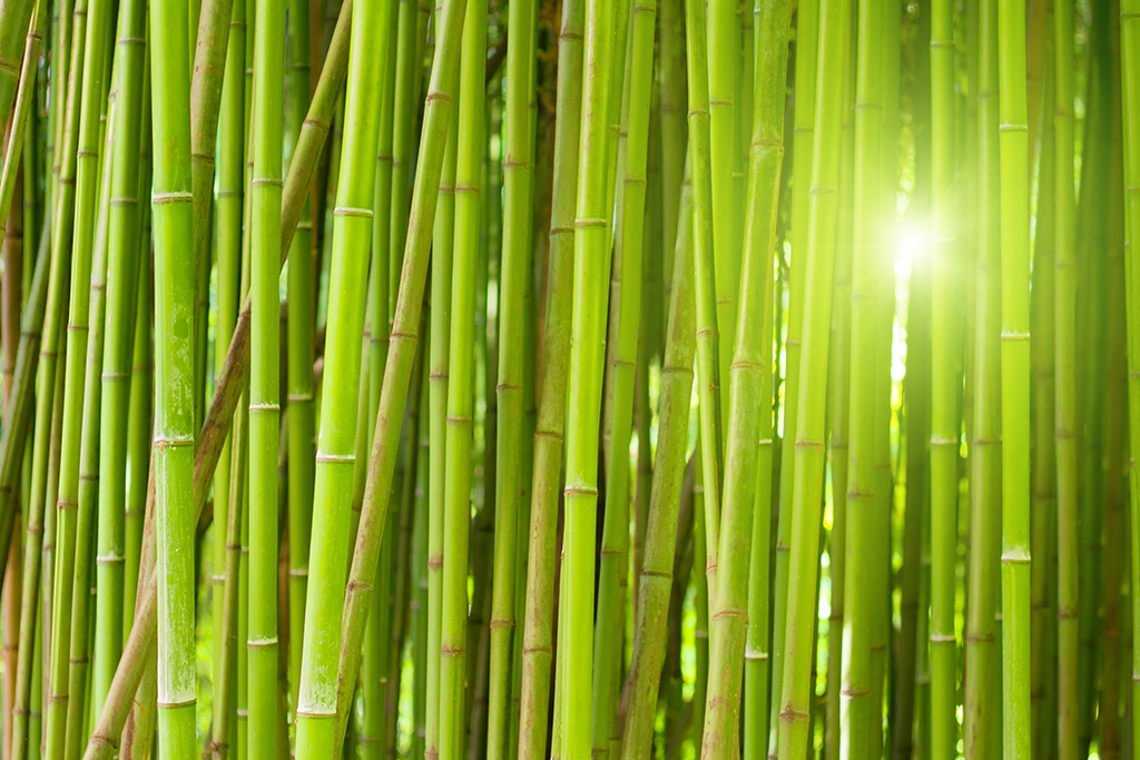 Bambú 4
