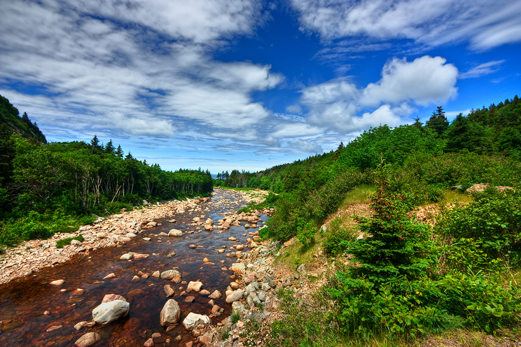 Bosque de pinos y río