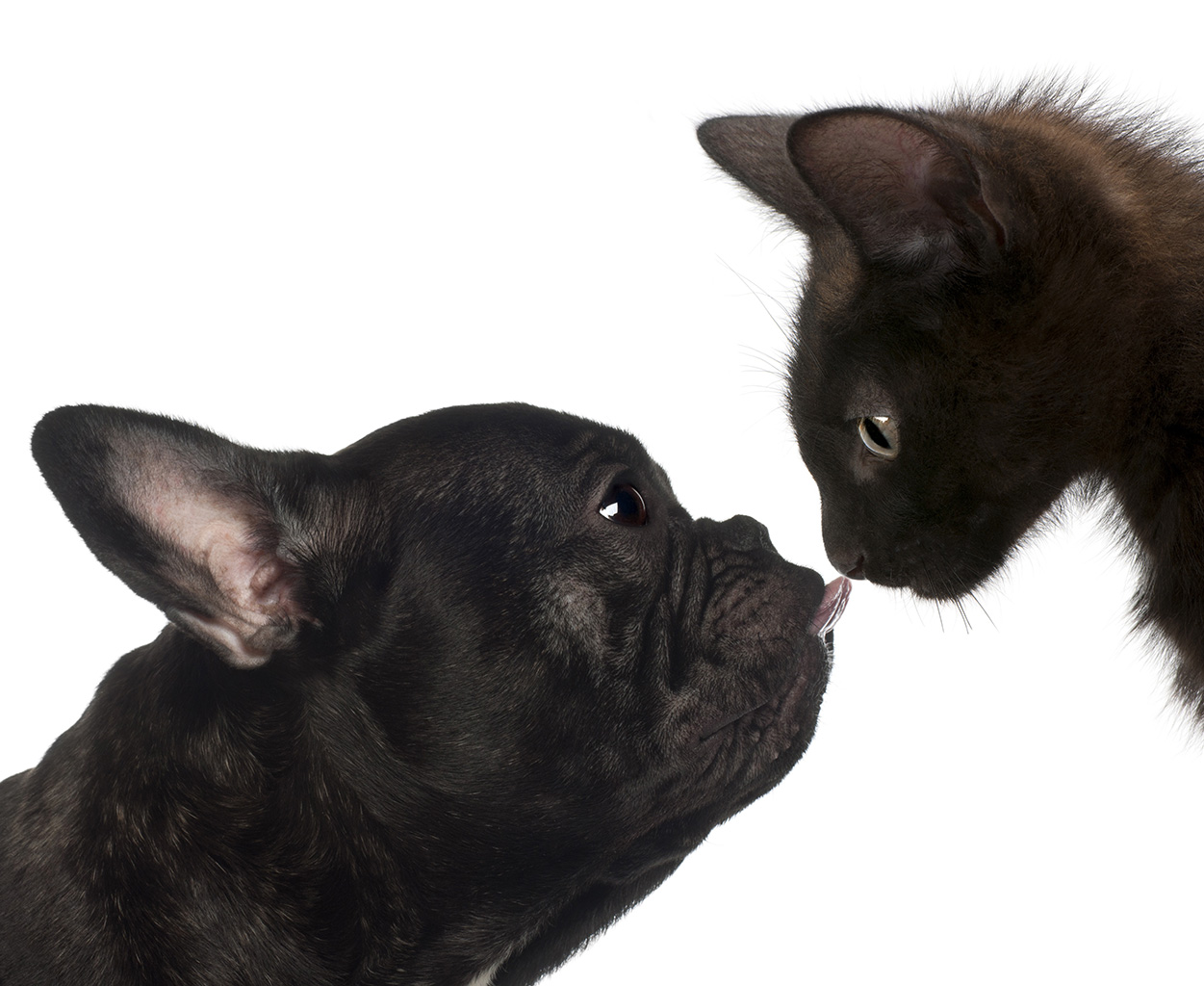 Bulldog francés y gato negro