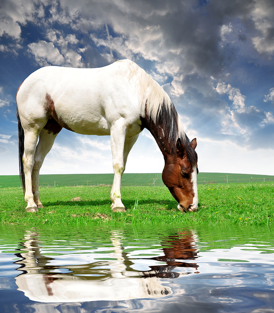 Caballo comiendo