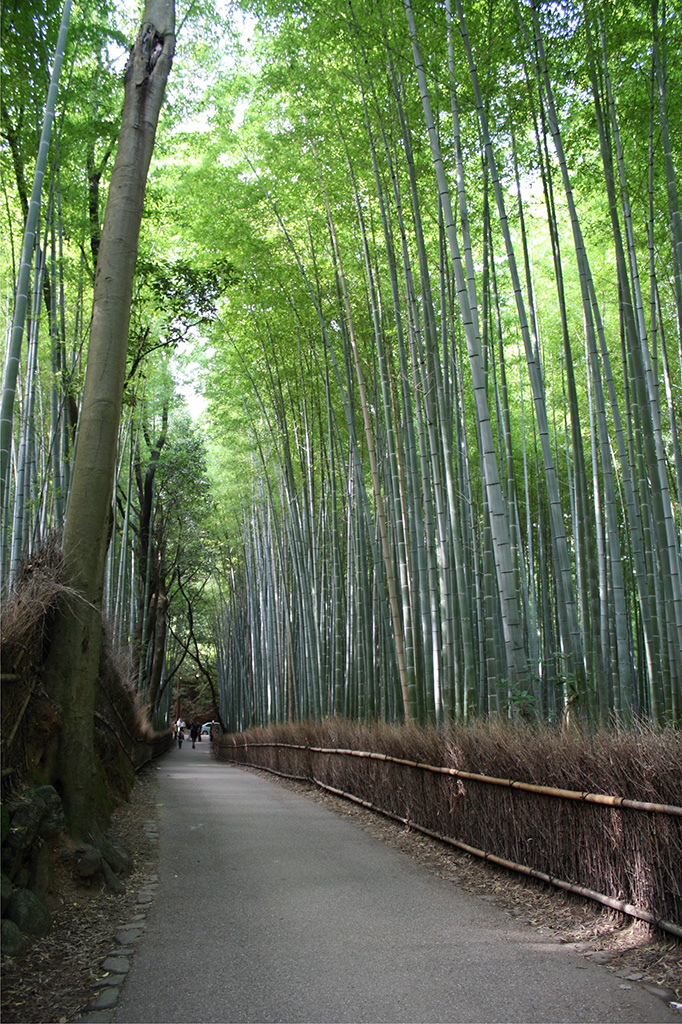 Camino de bambús