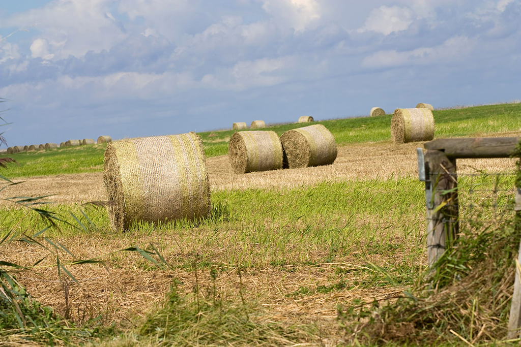 Campo 1