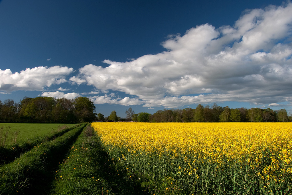 Campo amarillo