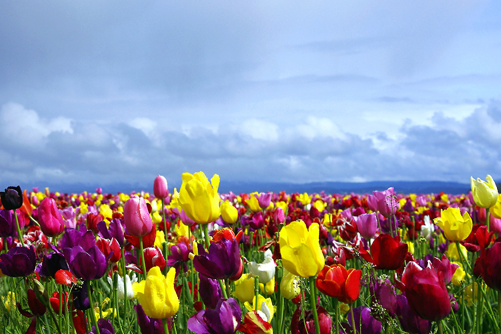 Campo de tulipanes