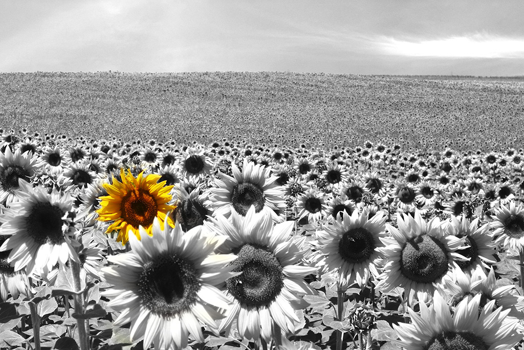 Campo de girasoles