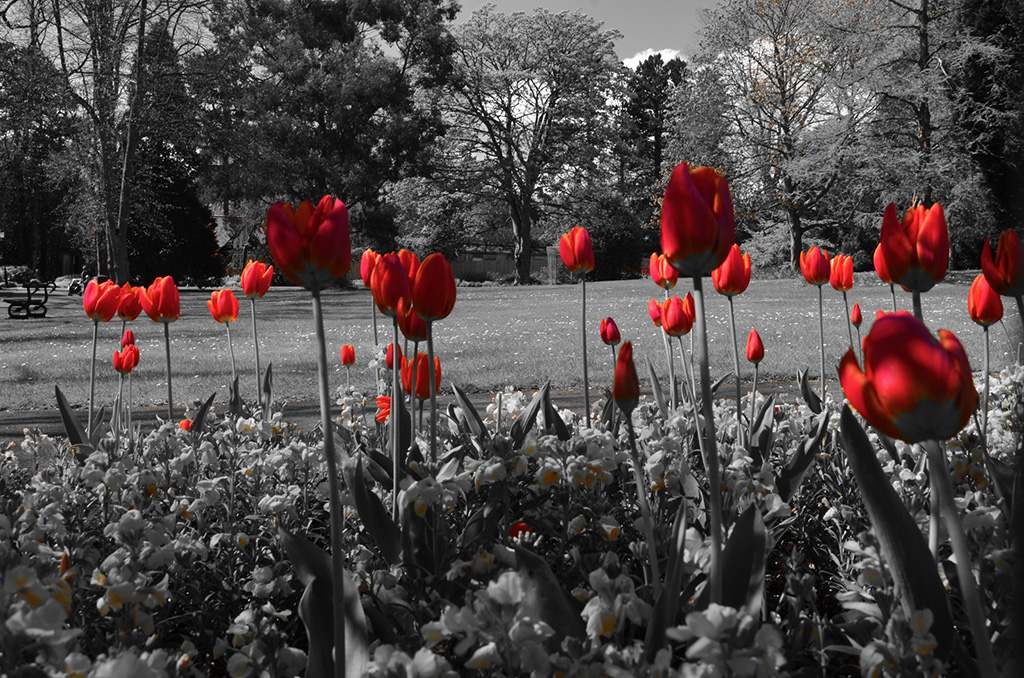 Campo de tulipanes rojos