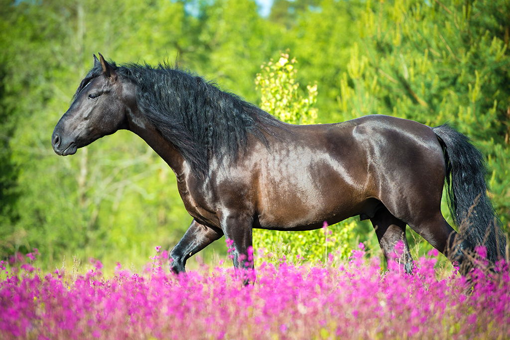 Caballo y flores rosas