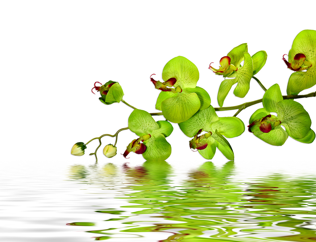 Flor zen 2