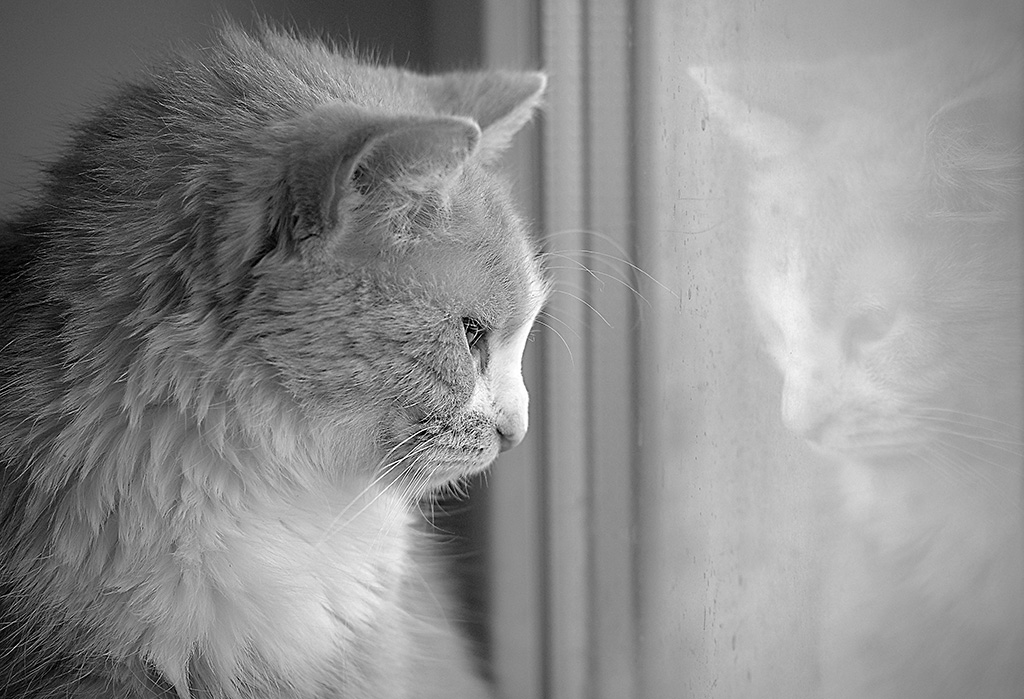 Gato mirando por la ventana