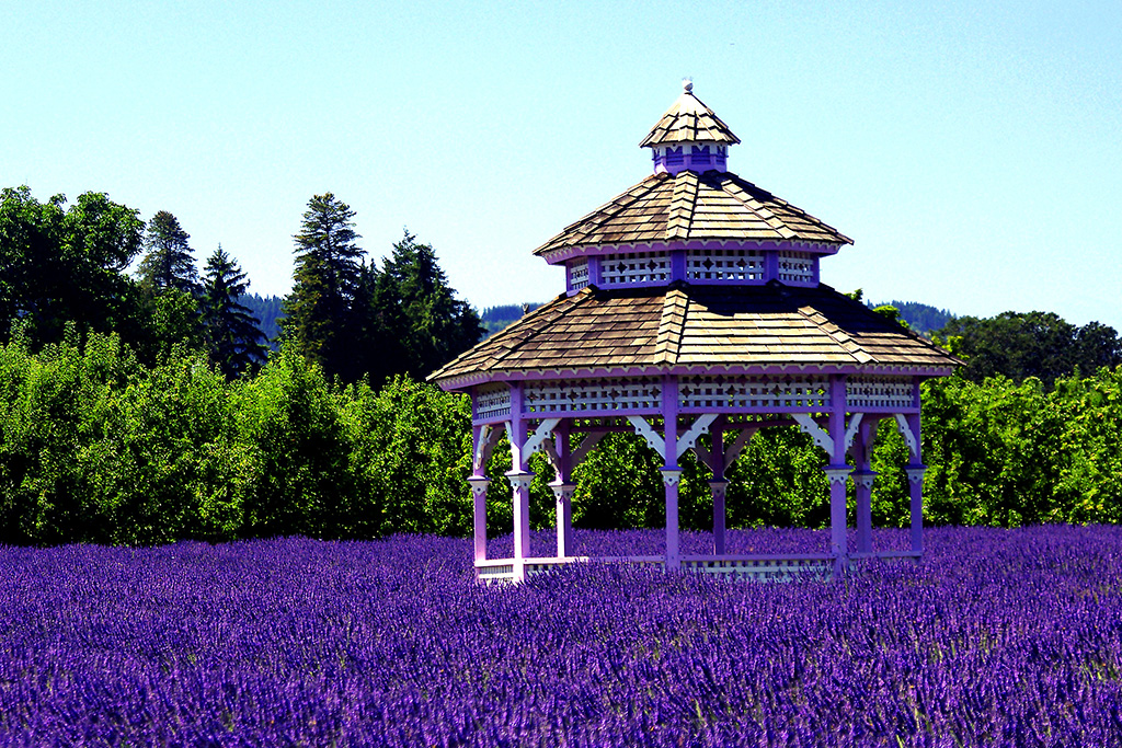 Gazebo en campo de lavanda