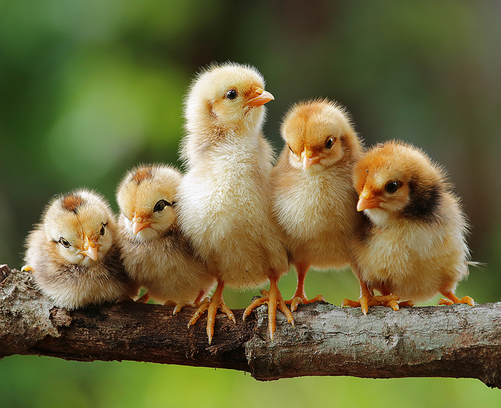 Grupo de pequeños pajaritos