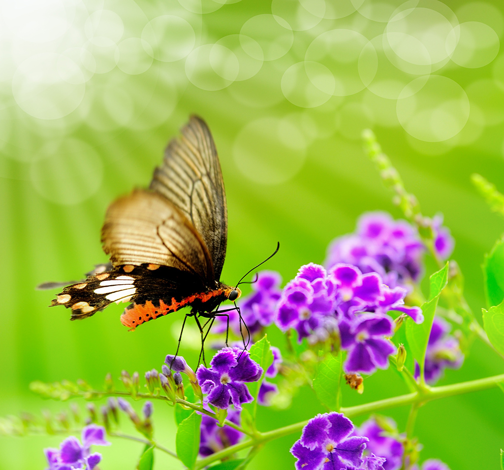 Mariposa y reflejos