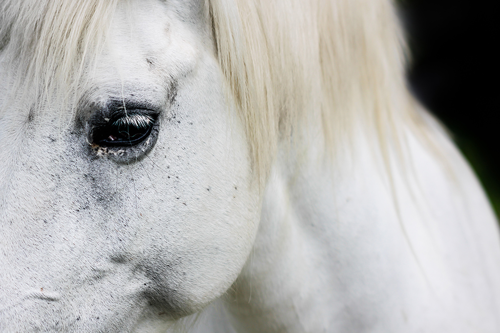 Mirada caballo blanco