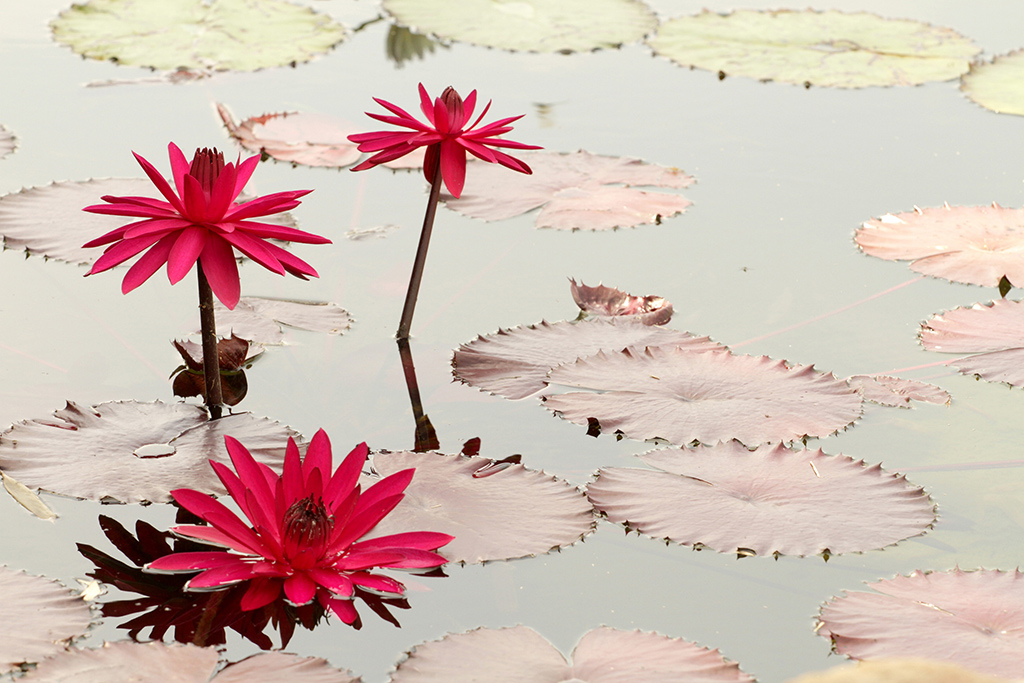 Nenúfares en jardín acuático