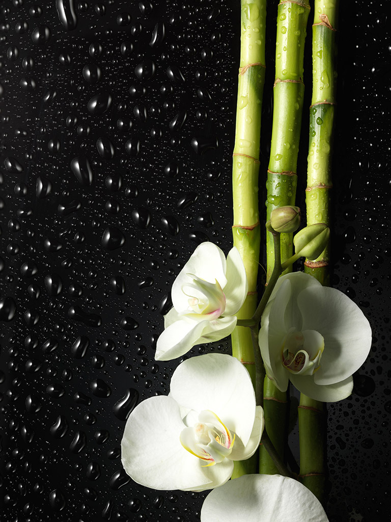 Orquídeas y bambú