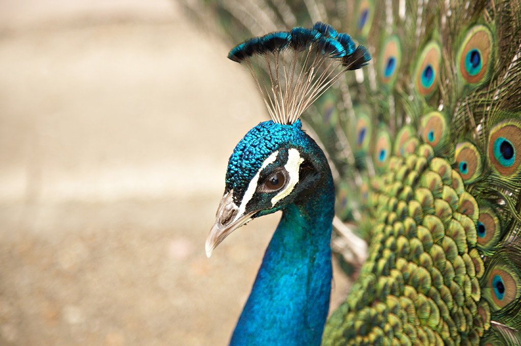 Pavo real azul