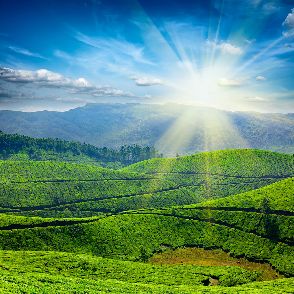 Plantaciones de té (India)